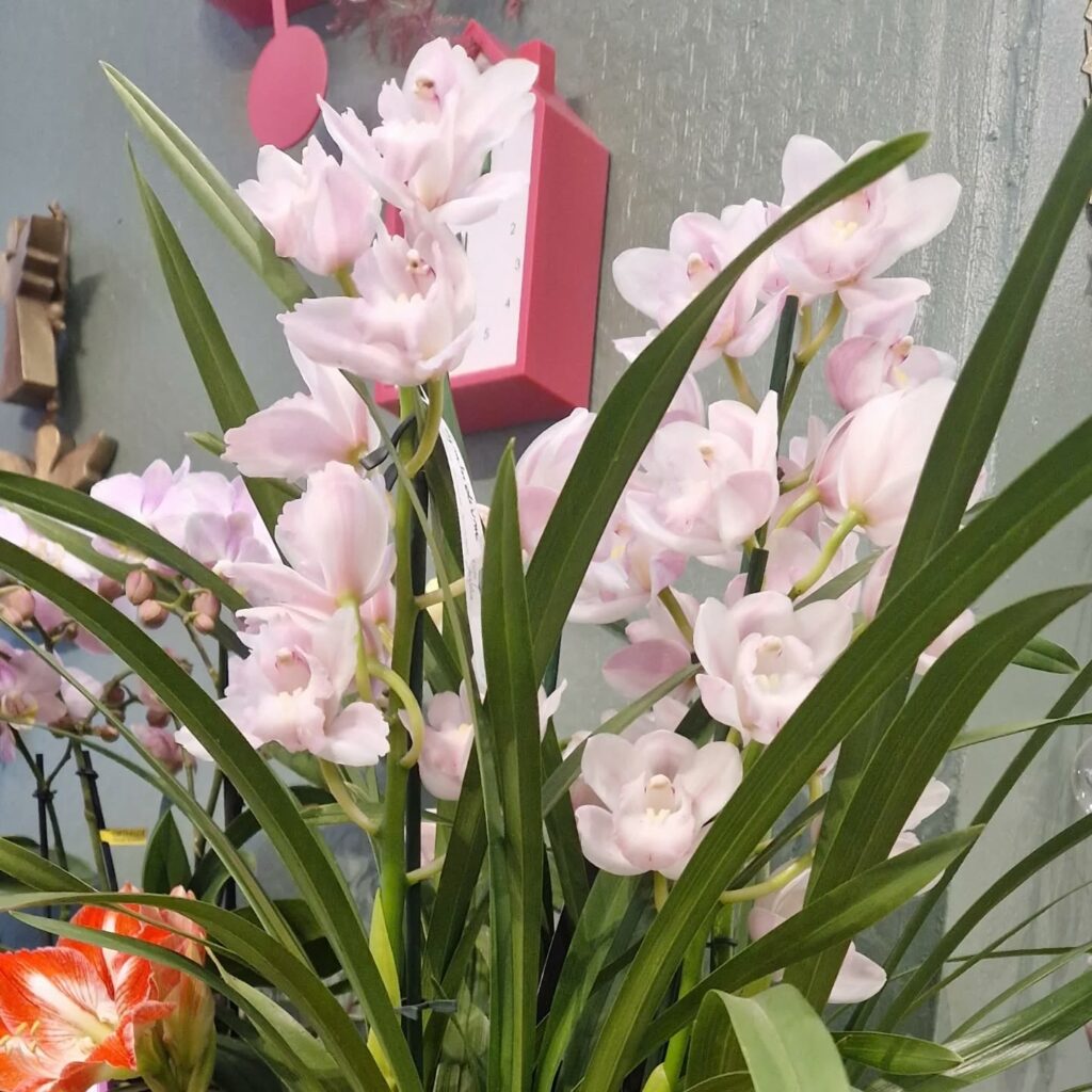 Instagram post from cotejardin_nivelles. This post is in position 3.